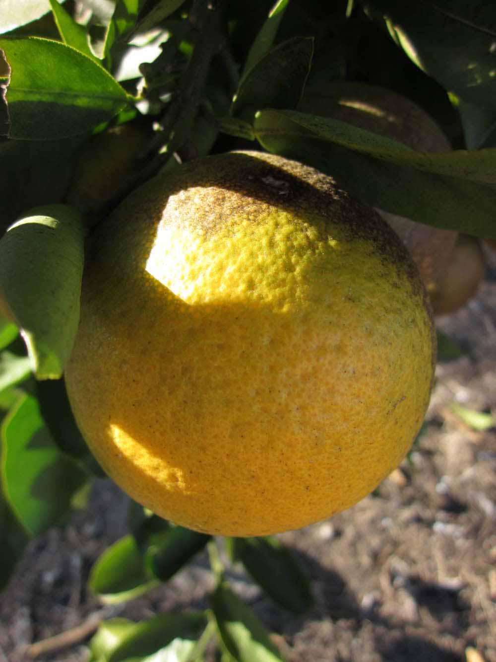            Fruit (Winter Haven, FL)   